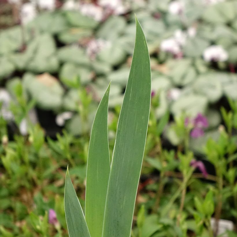 Iris germanica Crinoline - Iris des Jardins (Feuillage)