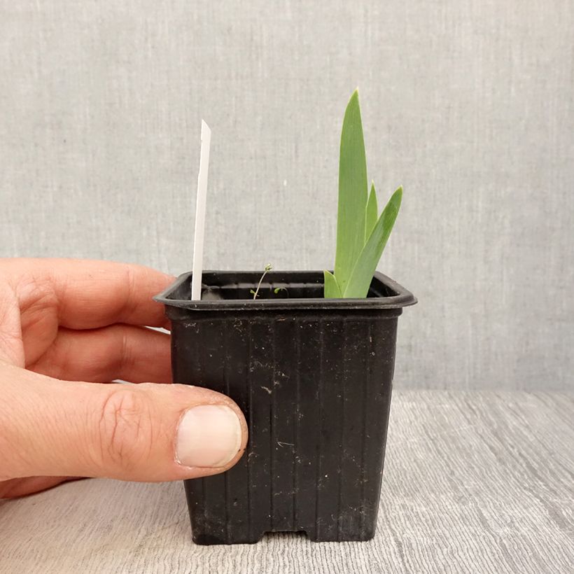 Spécimen de Iris germanica Cutie - Iris des jardins intermédiaire Rhizome ou en Godet tel que livré au printemps