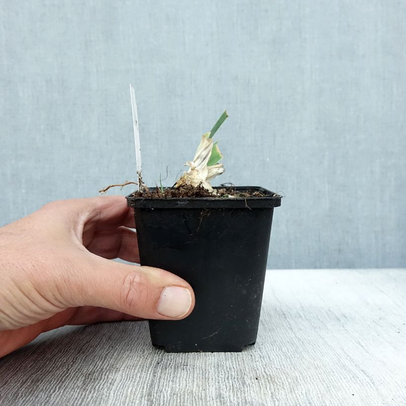 Spécimen de Iris germanica Dame Blanche - Iris des Jardins Godet de 8/9 cm tel que livré en automne
