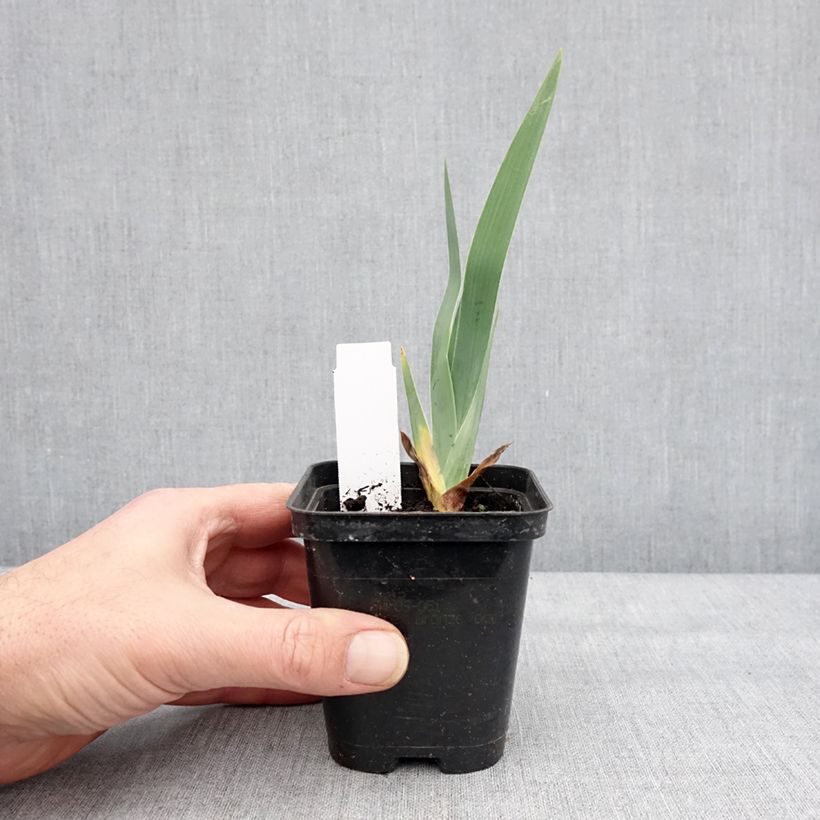 Spécimen de Iris germanica Dame de Coeur Godet de 8/9 cm tel que livré en hiver
