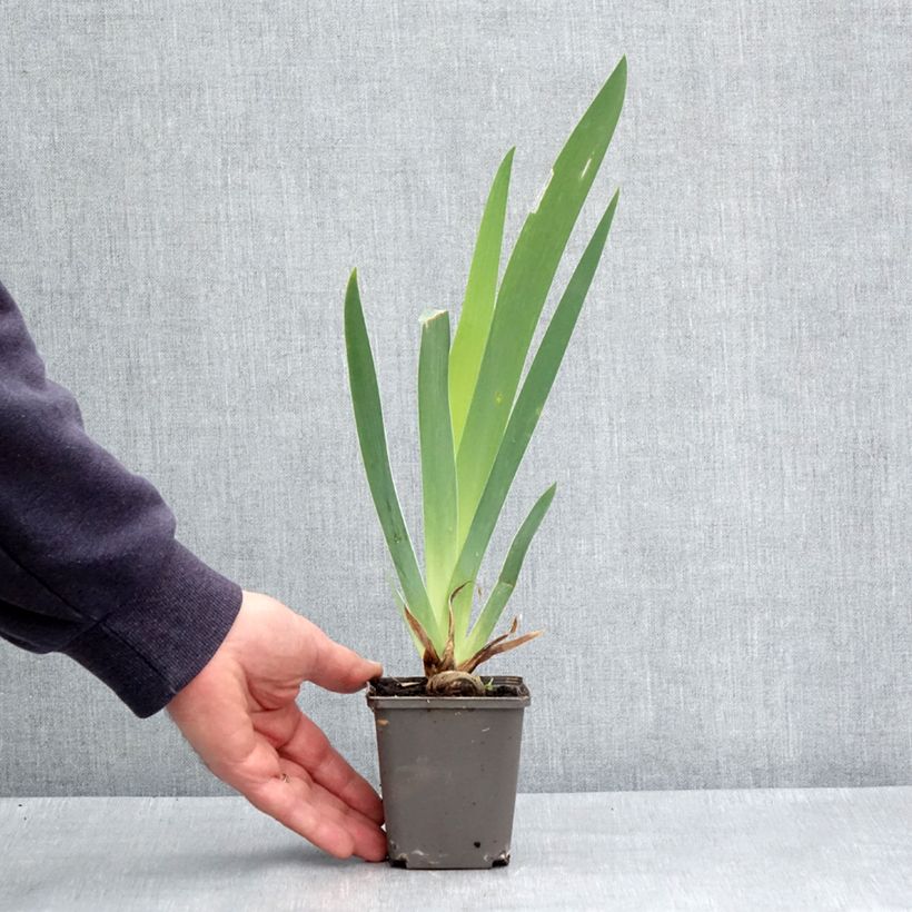 Spécimen de Iris germanica Dame de Coeur Rhizome tel que livré au printemps