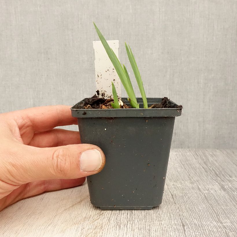 Spécimen de Iris germanica Dangerous Mood - Iris des Jardins - Rhizome ou godet tel que livré au printemps