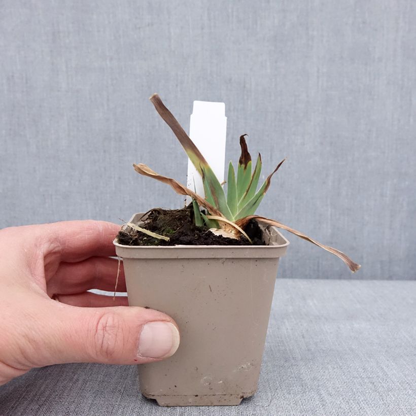 Spécimen de Iris germanica Danse du Feu - Iris des Jardins - Godet de 8/9 cm tel que livré en hiver