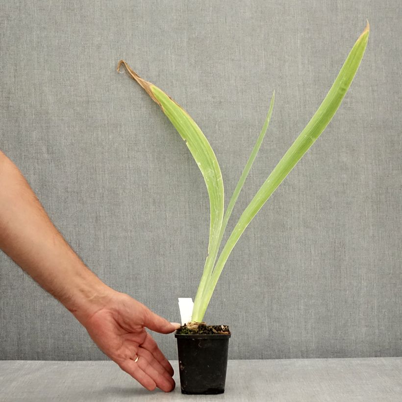 Spécimen de Iris germanica Dating A Royal - Iris des Jardins Godet de 8/9 cm tel que livré en été