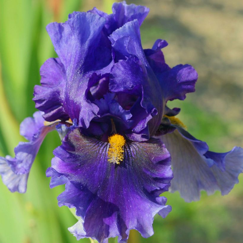 Iris germanica Deep Dark Secret - Grand Iris des Jardins (Floraison)