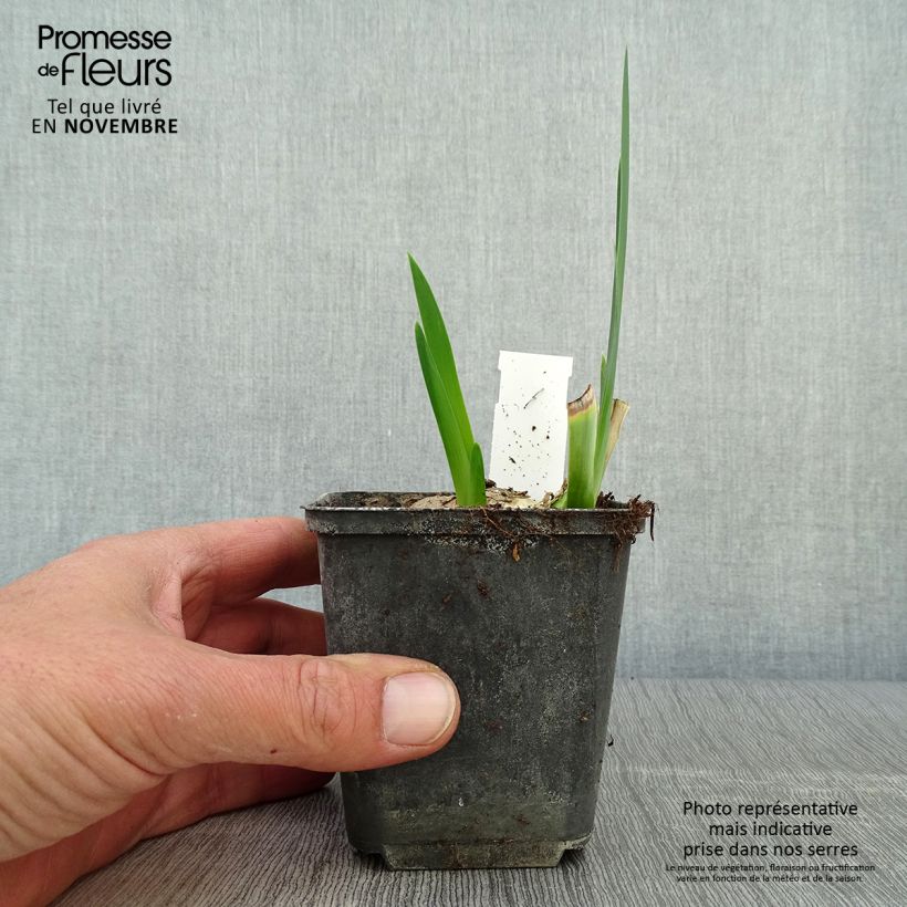 Spécimen de Iris germanica Déguisement - Grand Iris des Jardins  Godet de 8/9 cm tel que livré en automne
