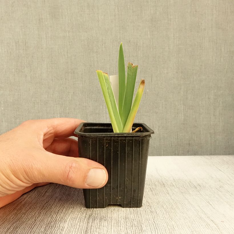 Spécimen de Iris germanica Delicato - Iris des Jardins  Godet de 8/9 cm tel que livré en automne