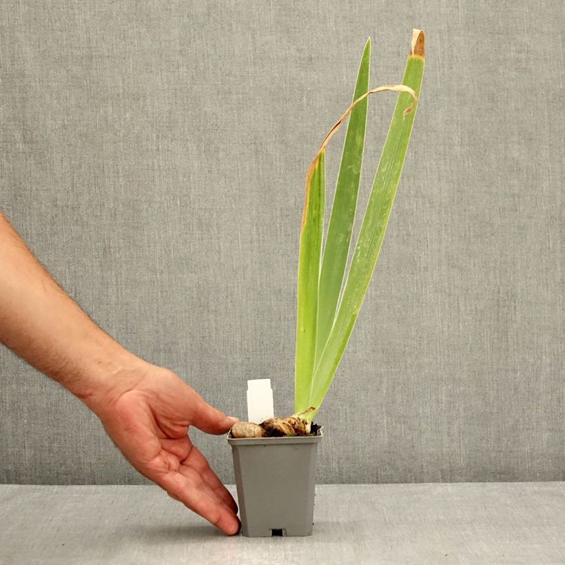 Spécimen de Iris germanica Dernier Cri - Iris des Jardins Godet de 8/9 cm tel que livré en été
