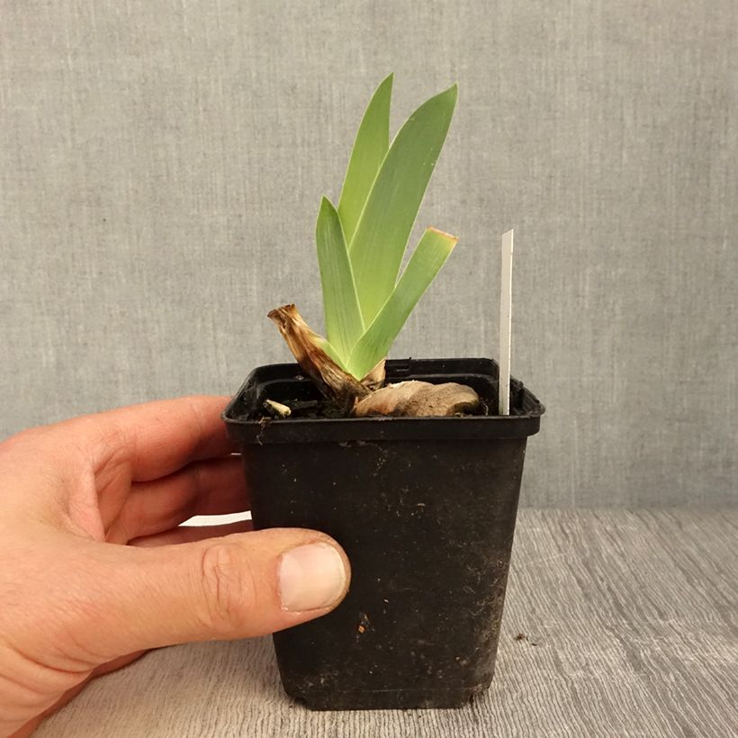 Spécimen de Iris germanica Dernier Cri - Iris des Jardins - Rhizome ou godet tel que livré au printemps