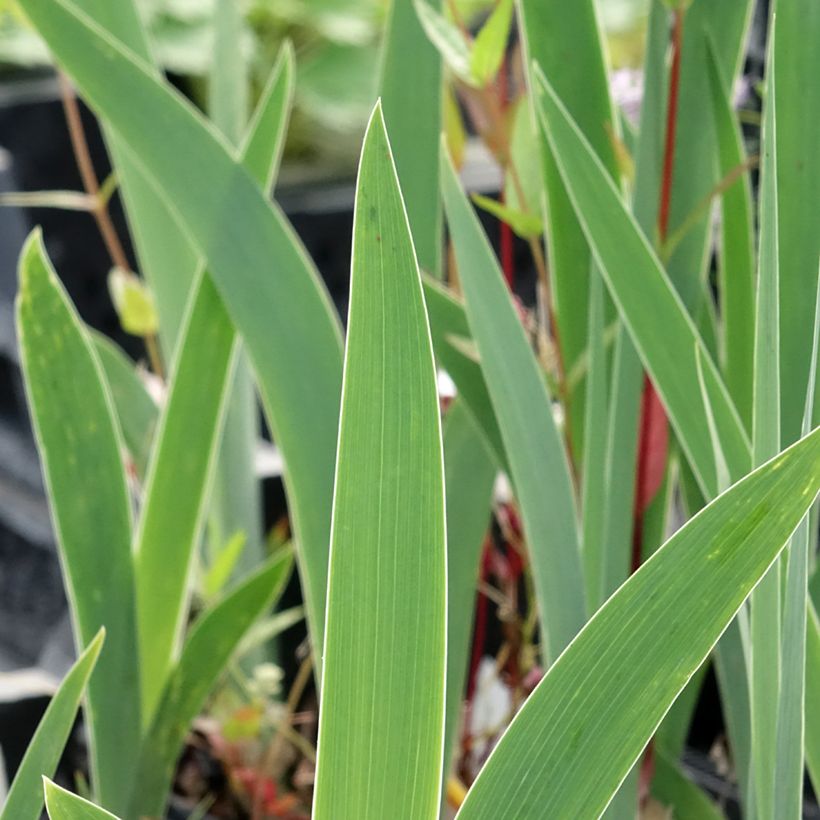 Iris germanica Dutch Chocolate - Iris des Jardins (Feuillage)