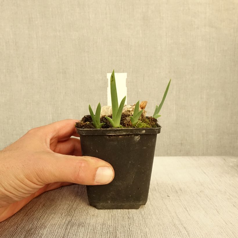 Spécimen de Iris germanica En Ebullition - Iris de Bordure Godet de 8/9 cm tel que livré en automne