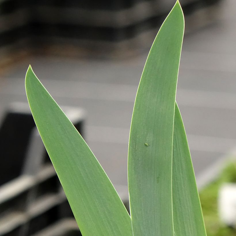 Iris germanica En Ebullition - Iris de Bordure (Feuillage)