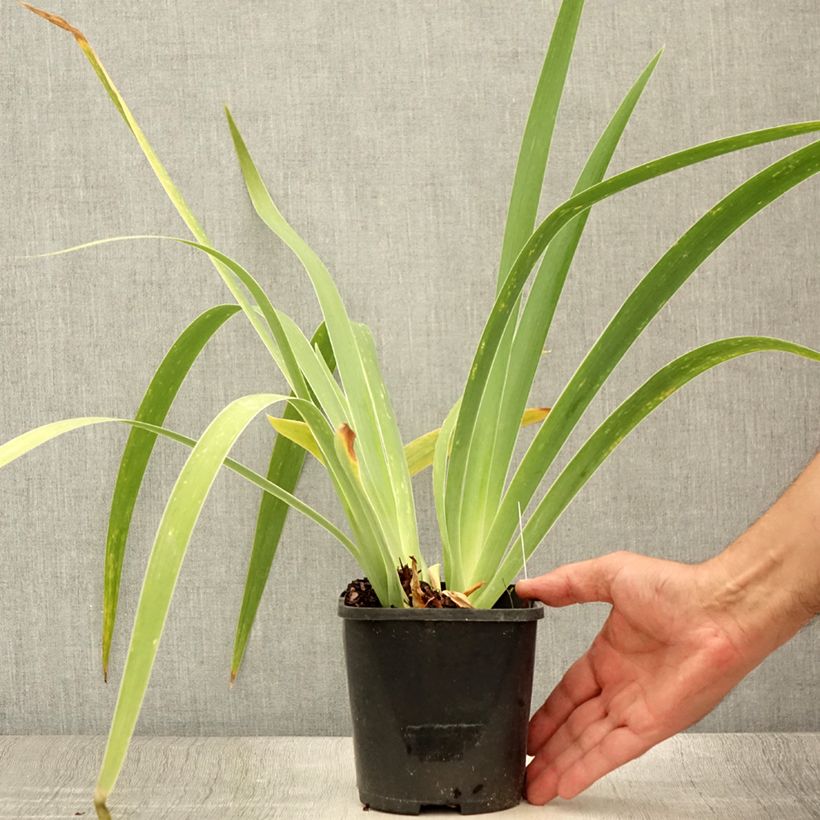 Spécimen de Iris germanica English cottage - Iris des jardins remontant Pot de 1,5L/2L tel que livré en été