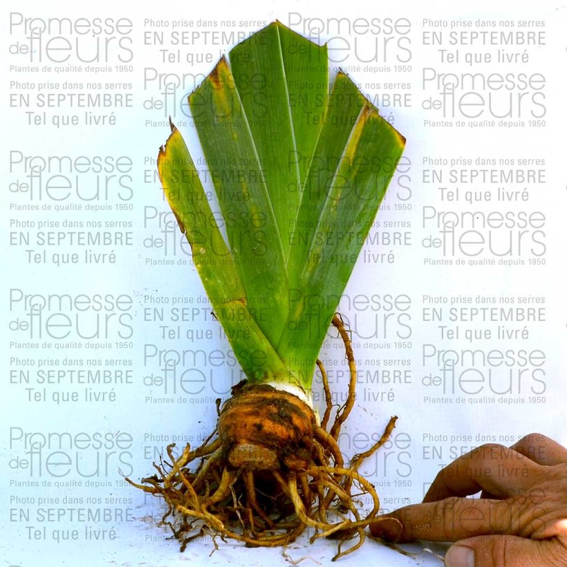 Exemple de spécimen de Iris germanica Fall Fiesta - Iris des jardins Rhizome ou godet tel que livré