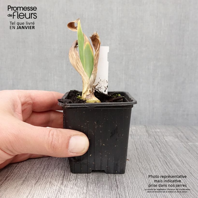 Spécimen de Iris germanica Flamant Rose - Iris des Jardins  Rhizome ou en Godet tel que livré en hiver