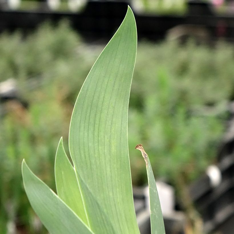 Iris germanica Flaming Dragon - Grand iris des jardins (Feuillage)