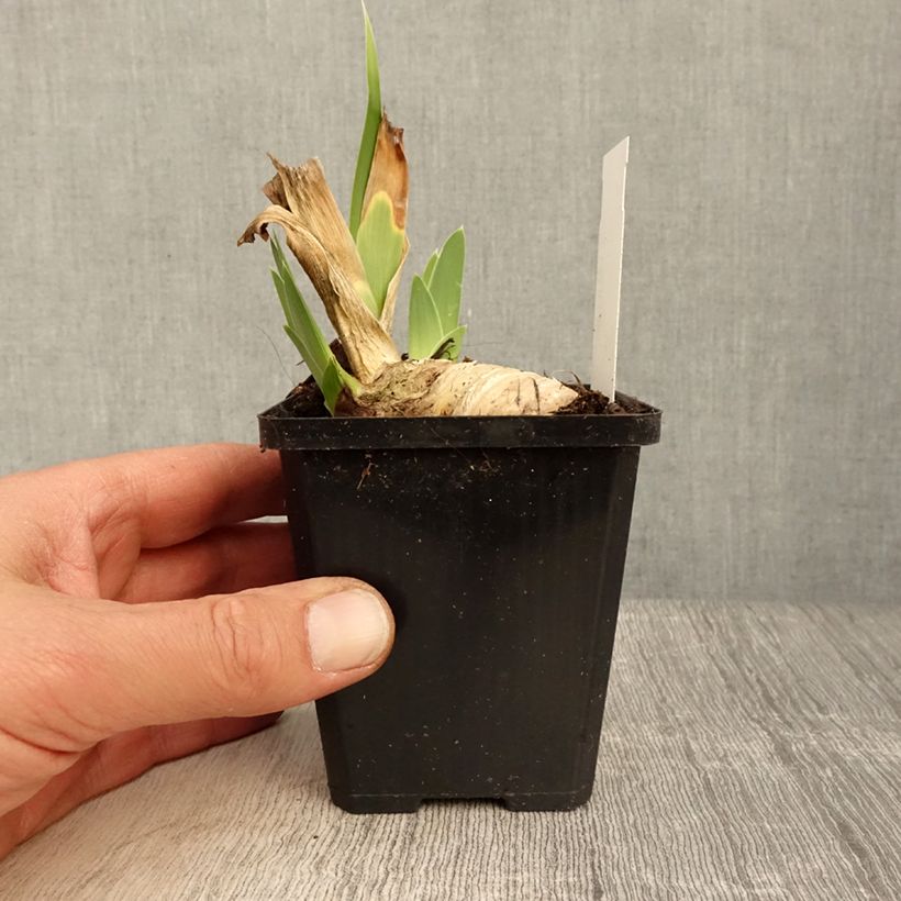 Spécimen de Iris germanica Friendly Seas - Iris des Jardins - Rhizome ou godet tel que livré au printemps