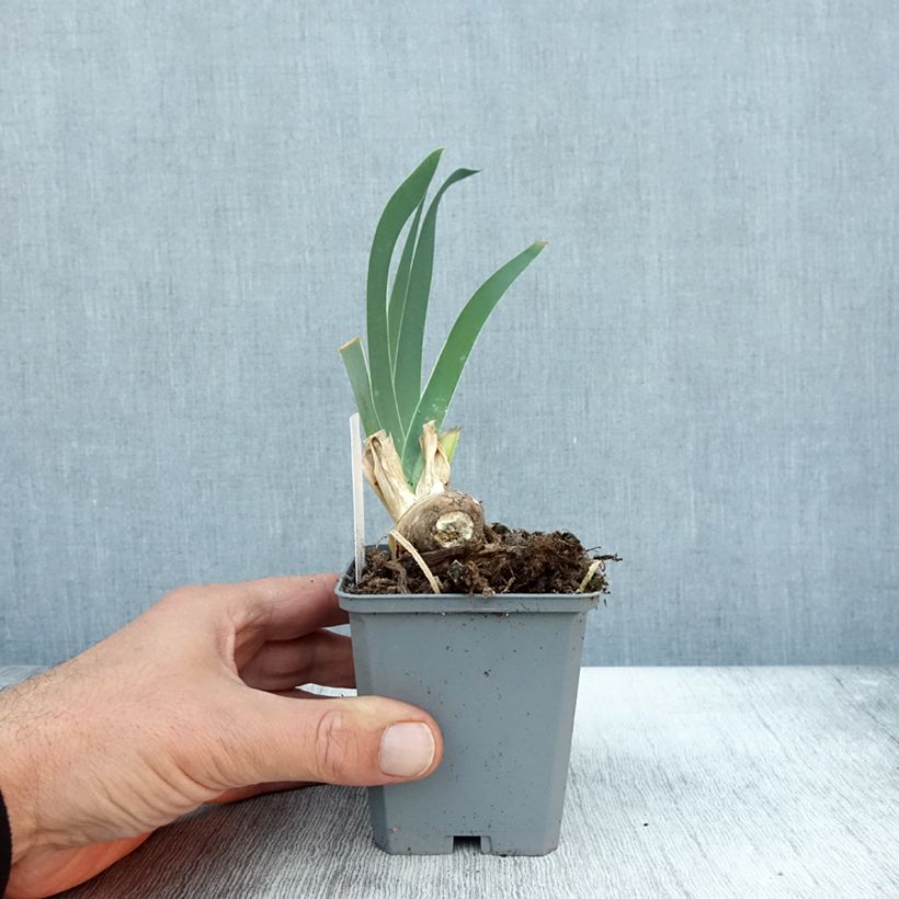 Spécimen de Iris germanica Frison-Roche - Grand Iris des Jardins Godet de 8/9 cm tel que livré en automne