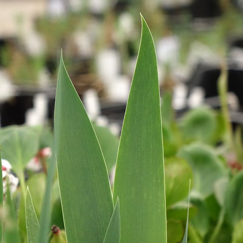 Iris germanica Frison-Roche - Grand Iris des Jardins (Feuillage)
