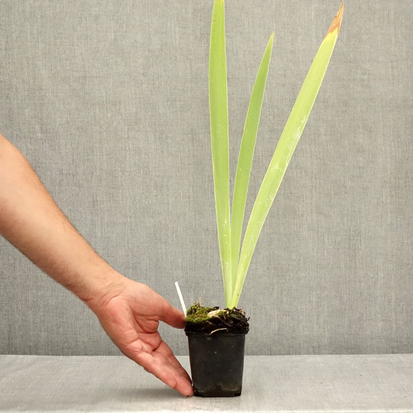 Spécimen de Iris germanica Galopade - Grand Iris des Jardins Godet de 8/9 cm tel que livré en été