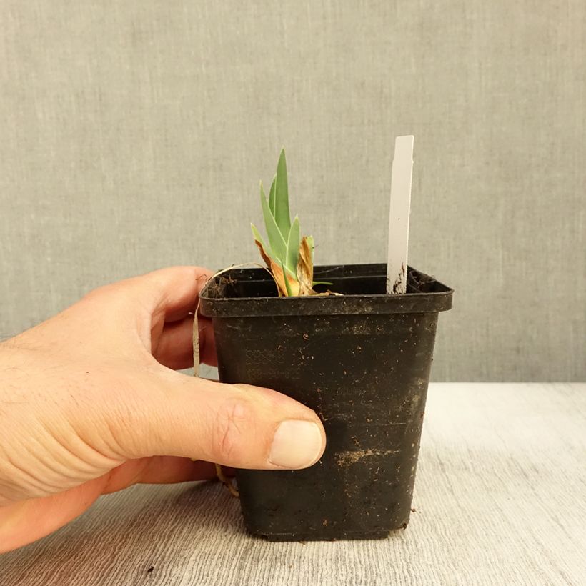 Spécimen de Iris germanica Gérard Brière - Iris des Jardins Godet de 8/9 cm tel que livré en automne