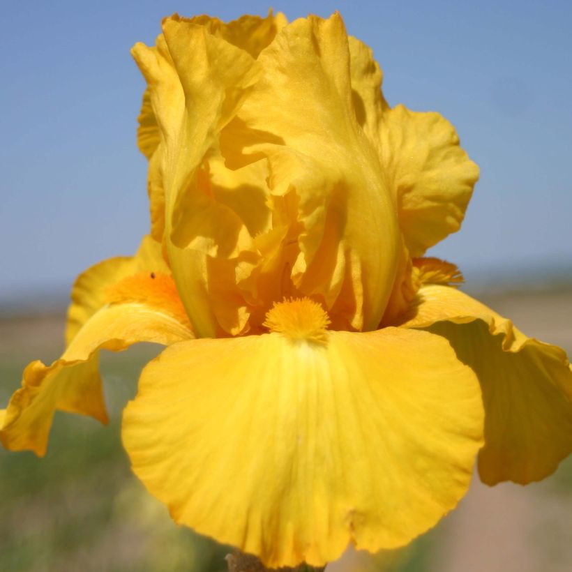 Iris germanica Gold Galore (Floraison)
