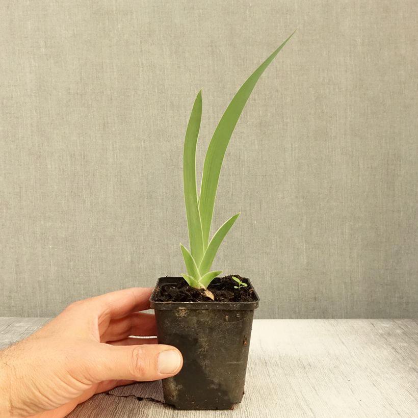Spécimen de Iris germanica Golden Immortal - Iris des Jardins Godet de 8/9 cm tel que livré en automne