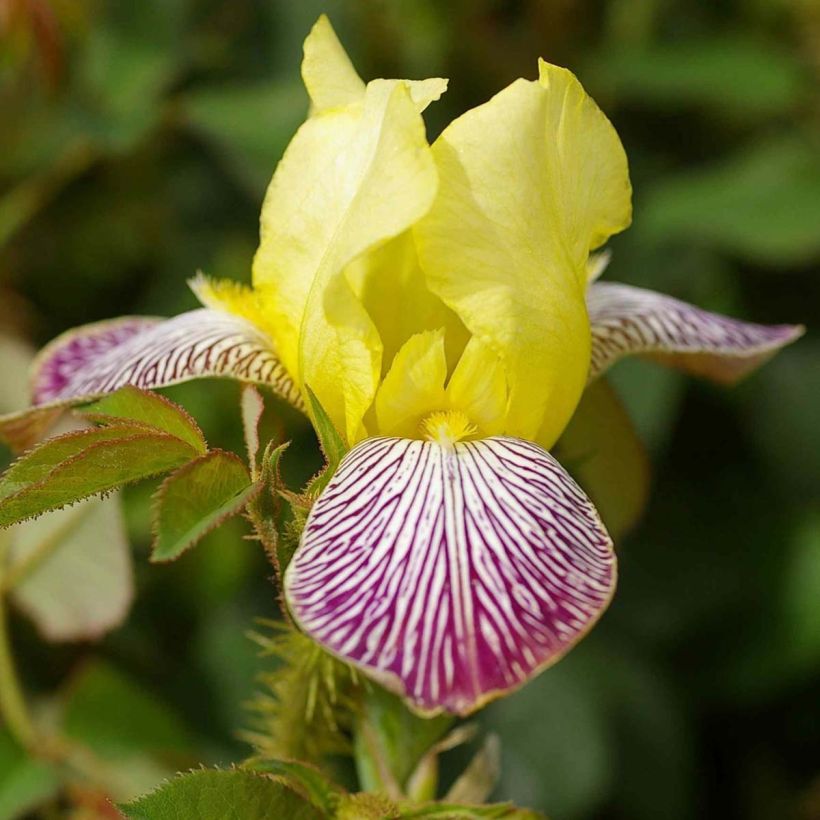 Iris germanica Gracchus - Iris des Jardins remontant (Floraison)
