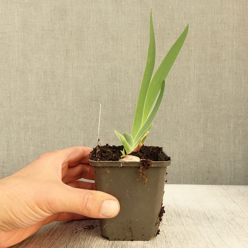 Spécimen de Iris germanica Grand Canari - Iris des Jardins Godet de 8/9 cm tel que livré en automne