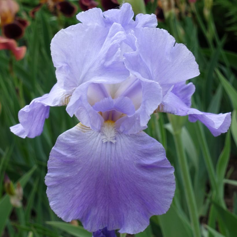 Iris germanica Harbor Blue - Iris des jardins (Floraison)