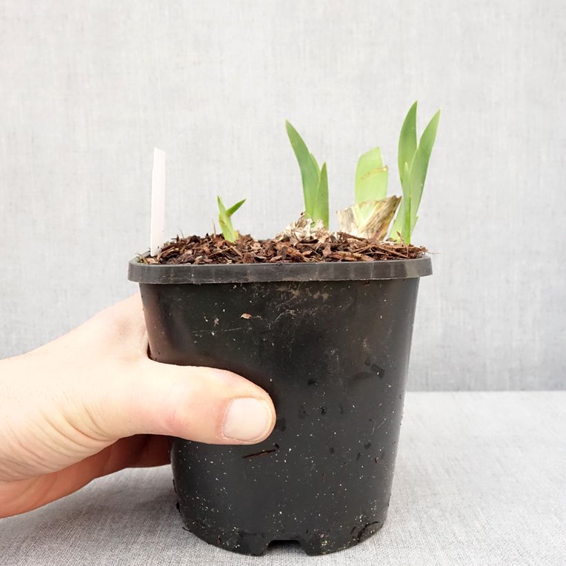 Spécimen de Iris germanica Harbor Blue - Iris des jardins Pot de 1,5L/2L tel que livré en hiver