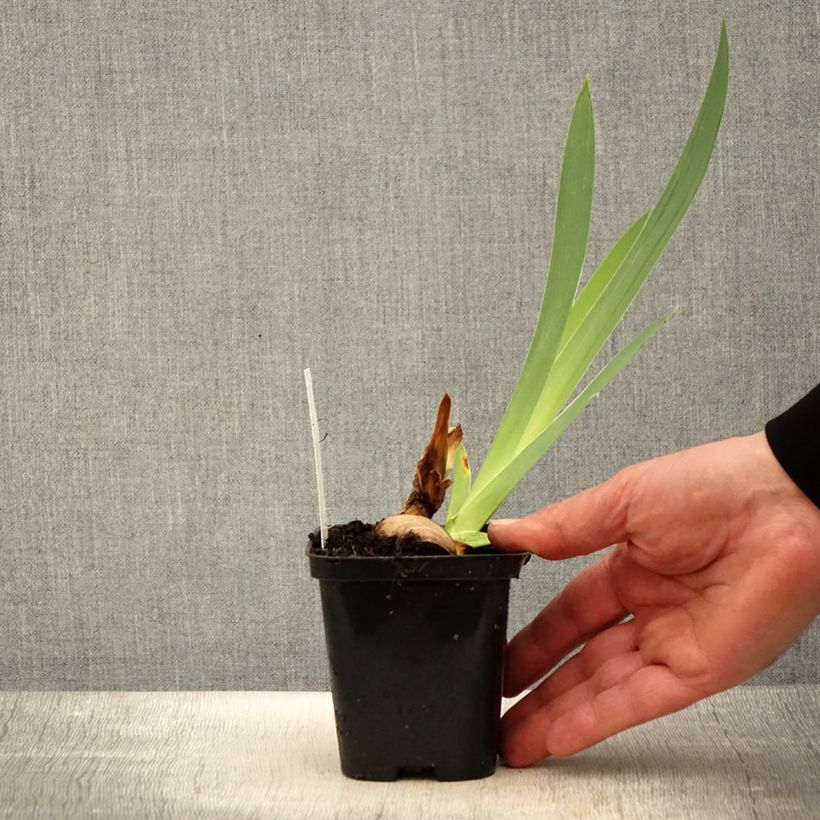 Spécimen de Iris germanica Haut les Voiles - Iris des Jardins - Rhizome ou godet tel que livré au printemps