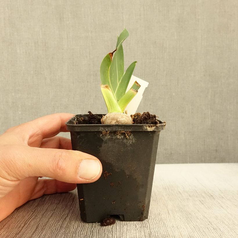 Spécimen de Iris germanica High Stakes - Iris des Jardins Godet de 8/9 cm tel que livré en automne