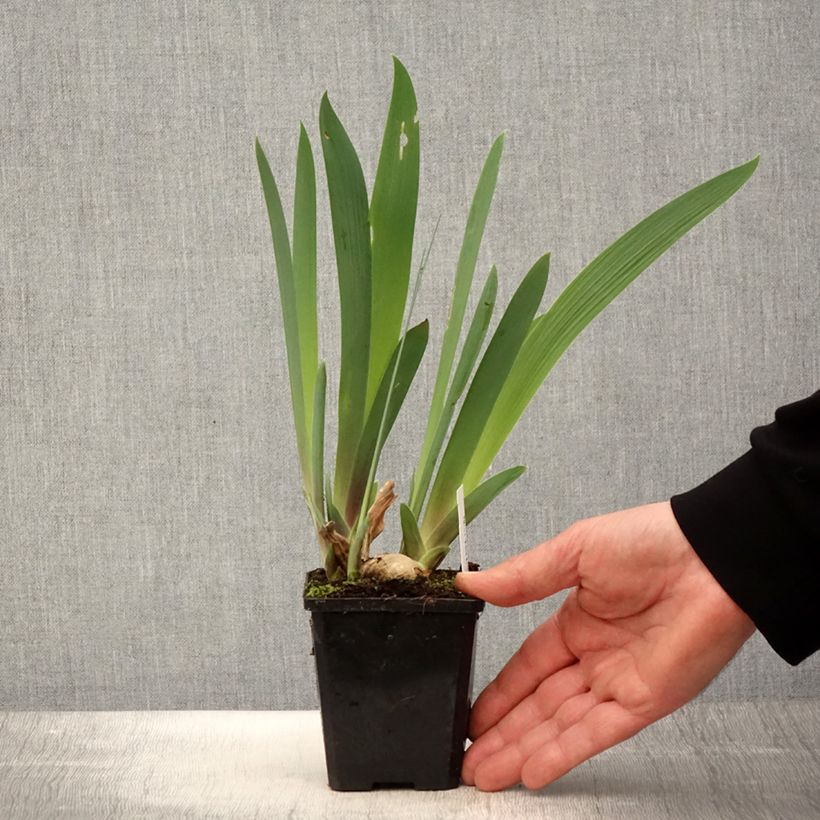 Spécimen de Iris germanica Honky Tonk Blues - Iris des Jardins tel que livré au printemps