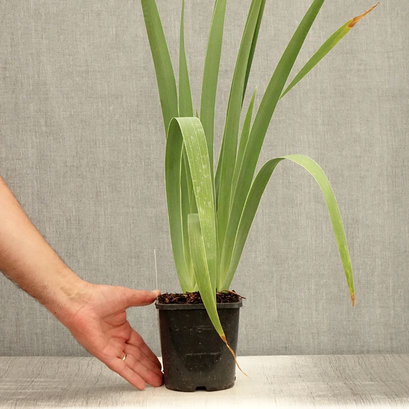 Spécimen de Iris germanica Immortality - Iris des Jardins Pot de 1,5L/2L tel que livré en été