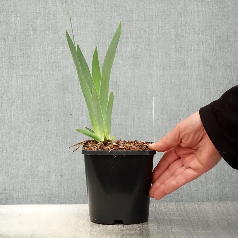 Spécimen de Iris germanica Immortality - Iris des Jardins - Pot de 1,5L/2L tel que livré au printemps