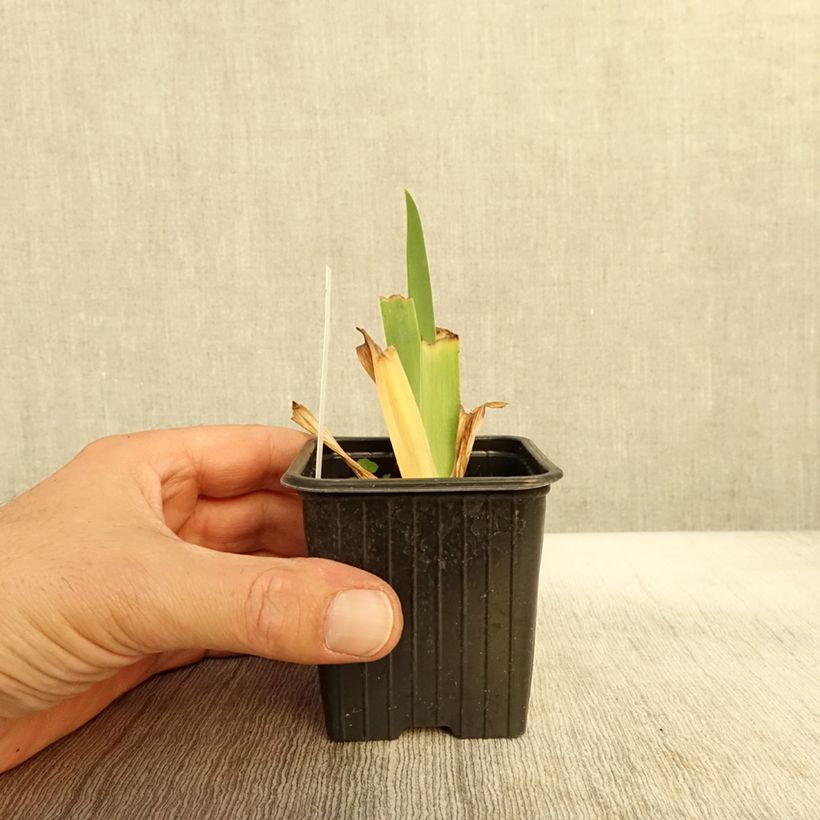 Spécimen de Iris germanica Inferno - Iris des Jardins  Godet de 8/9 cm tel que livré en automne