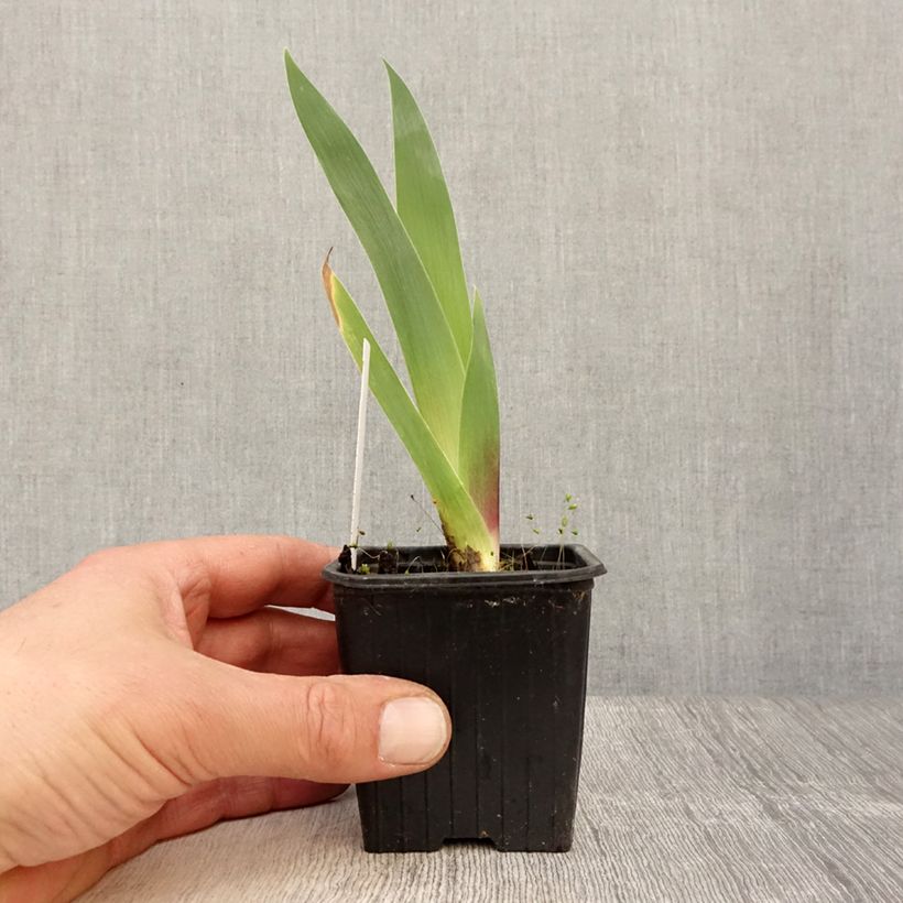 Spécimen de Iris germanica Inferno - Iris des Jardins  Rhizome ou en Godet tel que livré au printemps