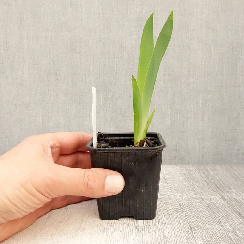 Spécimen de Iris germanica Invitation - Iris des Jardins remontant Rhizome ou en Godet tel que livré au printemps