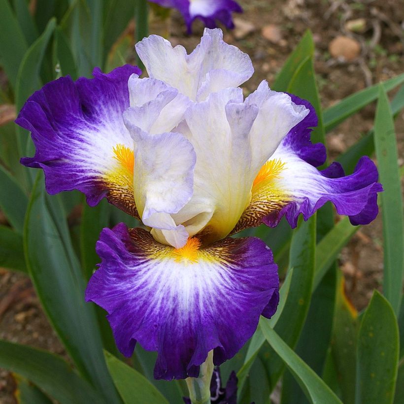 Iris germanica Irisades - Iris des Jardins (Floraison)