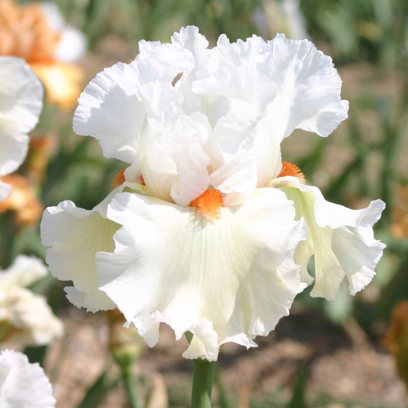 Iris germanica Lark Ascending (Floraison)