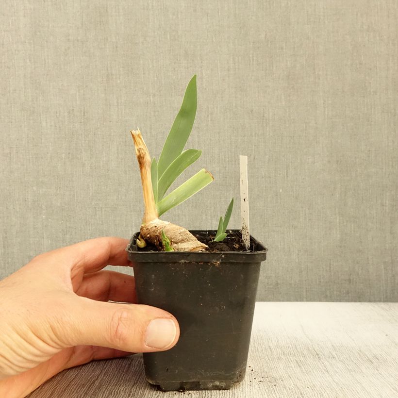 Spécimen de Iris germanica Lark Ascending Godet de 8/9 cm tel que livré en automne