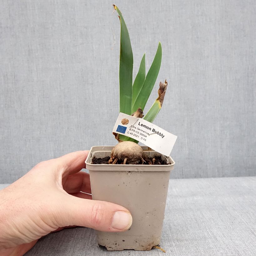 Spécimen de Iris germanica Lemon Bubbly - Iris des Jardins - Godet de 8/9 cm tel que livré en hiver