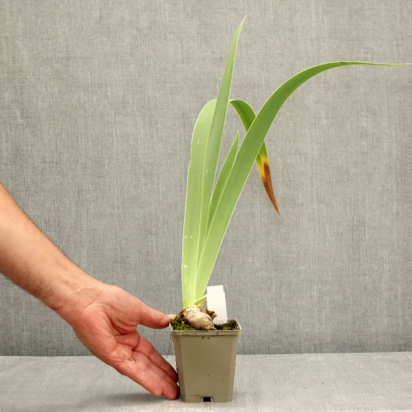 Spécimen de Iris germanica Leonin - Iris des Jardins Godet de 8/9 cm tel que livré en été