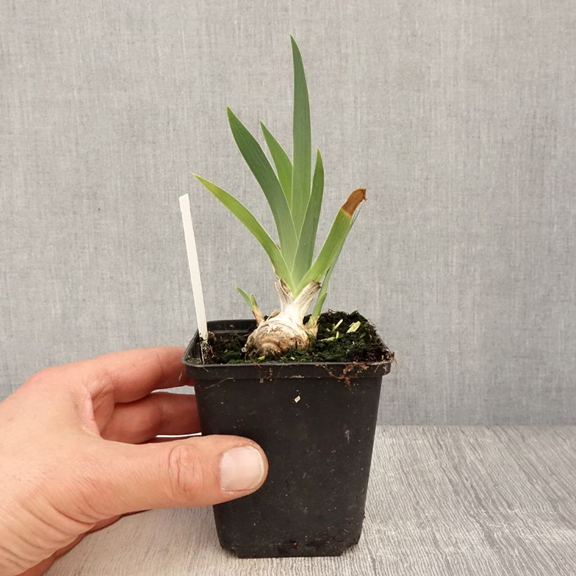 Spécimen de Iris germanica Lucky Locket Rhizome ou godet tel que livré au printemps