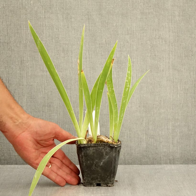 Spécimen de Iris germanica Lune et Soleil - Iris des Jardins Godet de 8/9 cm tel que livré en été