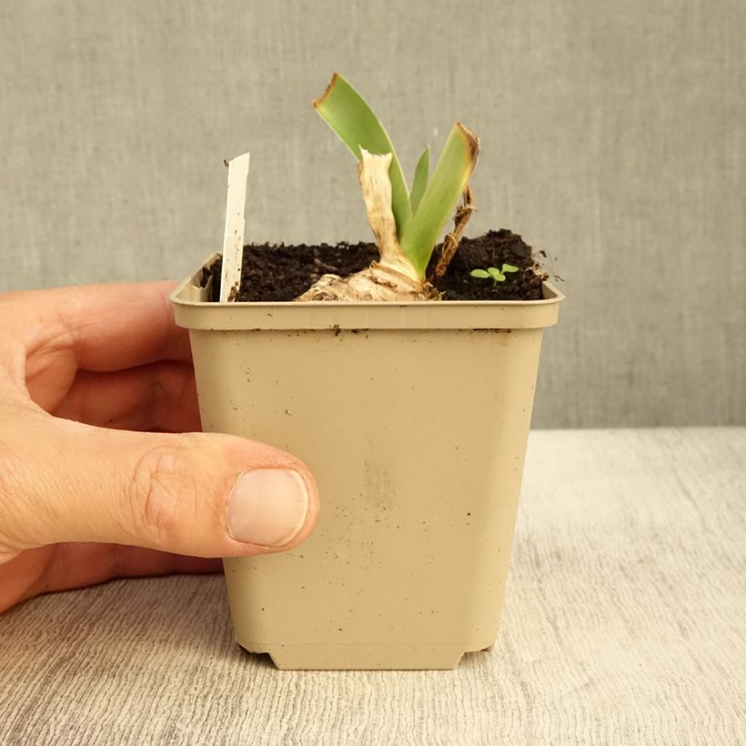 Spécimen de Iris germanica Ma Mie - Iris des Jardins Godet de 8/9 cm tel que livré en automne