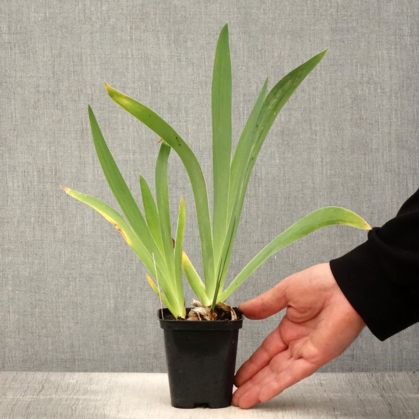 Spécimen de Iris Germanica Magnétisme - Iris des Jardins Rhizome, Calibre 10/15, qualité extra tel que livré au printemps