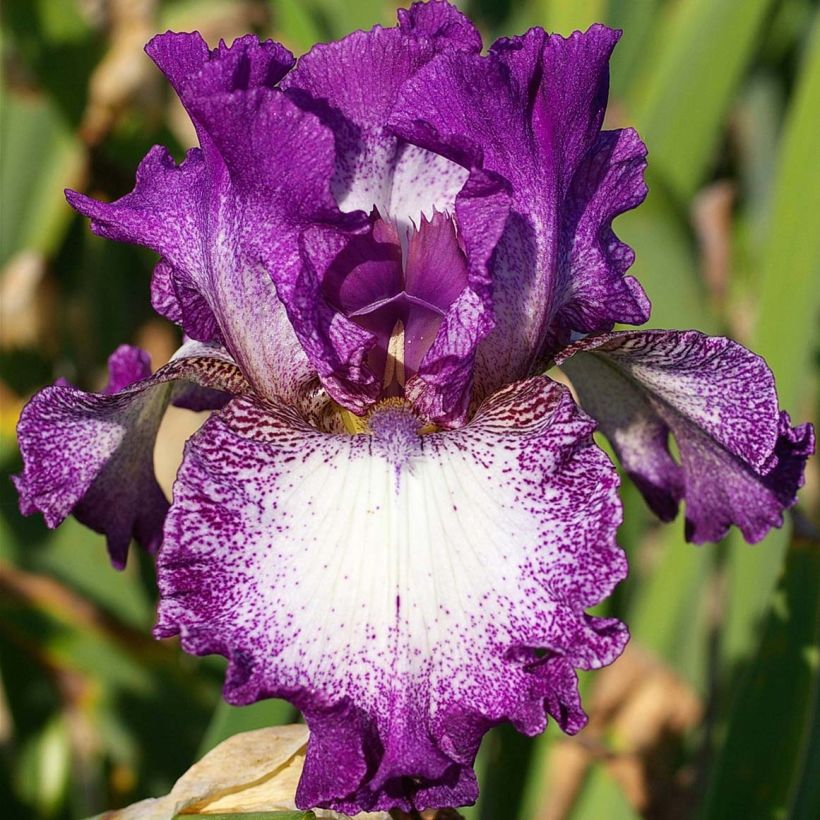 Iris germanica Mariposa Autumn - Iris des jardins remontant. (Floraison)