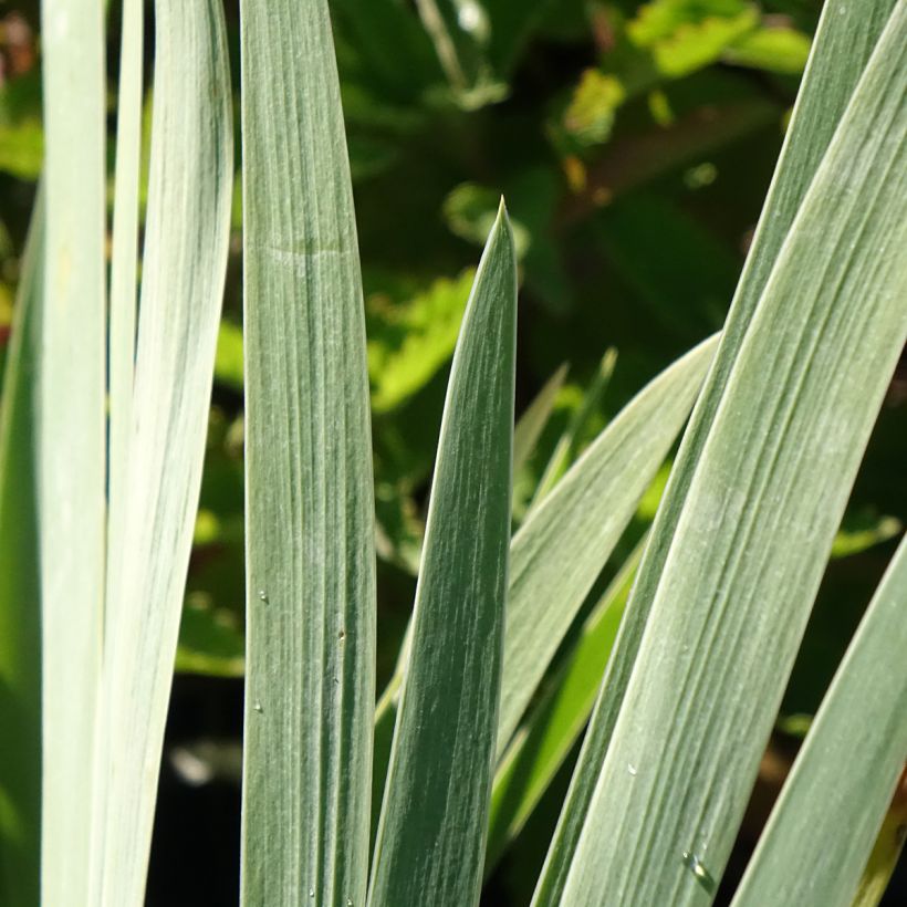 Iris germanica Marron Chaud - Iris des Jardins (Feuillage)
